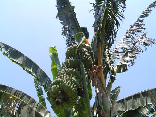 2005_indonesiatrip_199_2